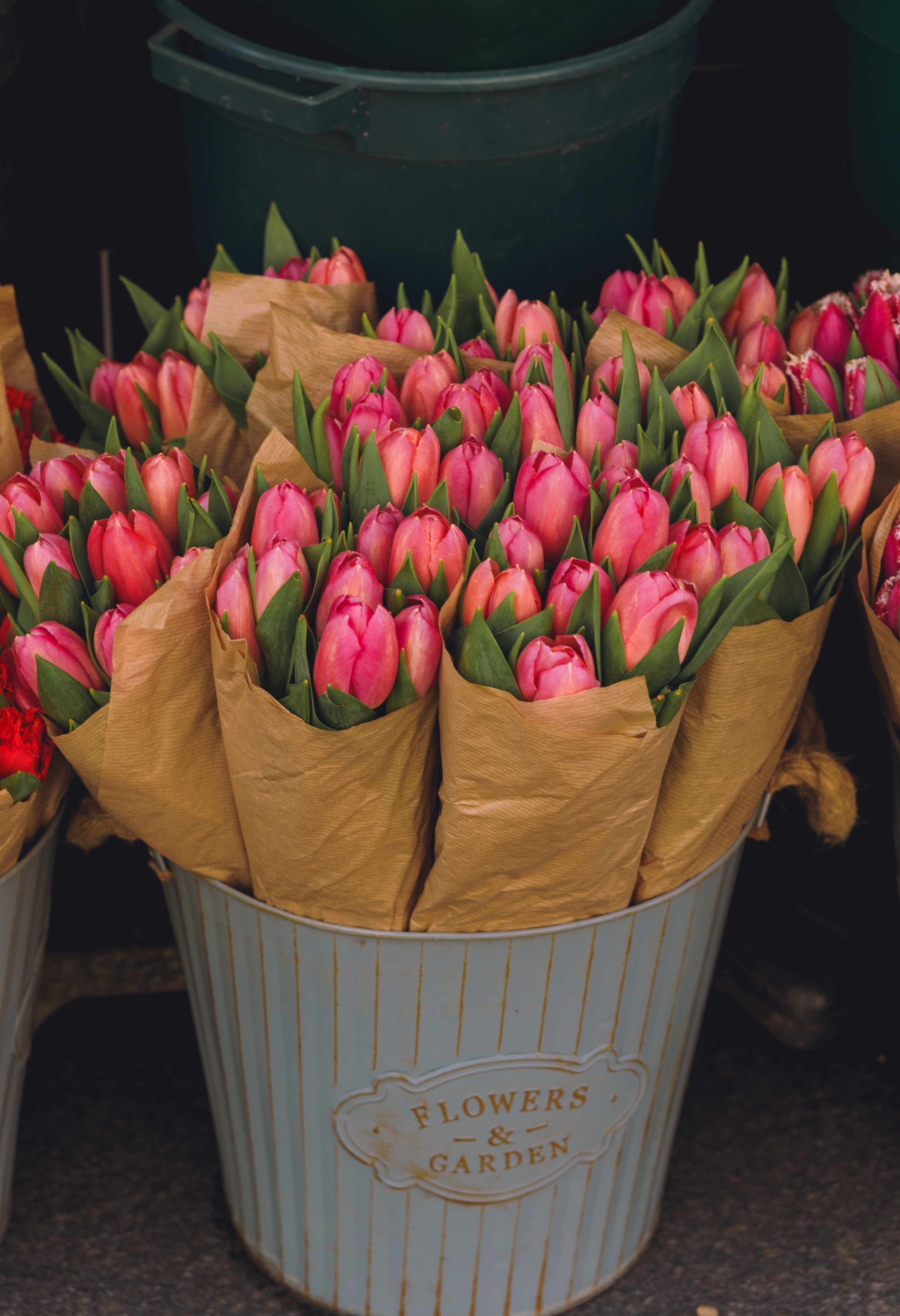 Pink Tulips In A Pot